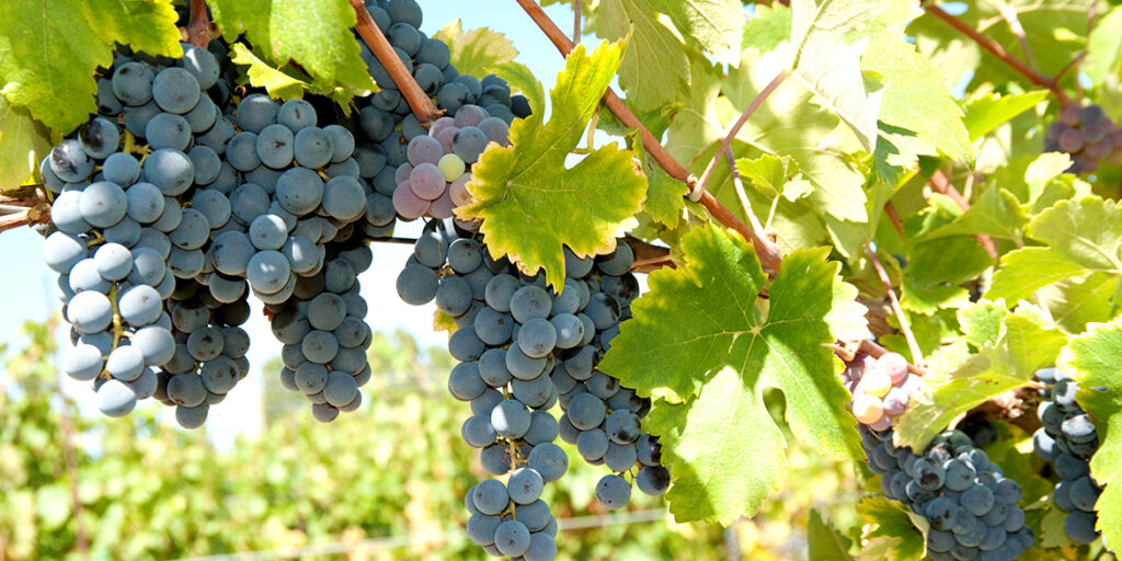 Il Negretto dà vini di rustica piacevolezza