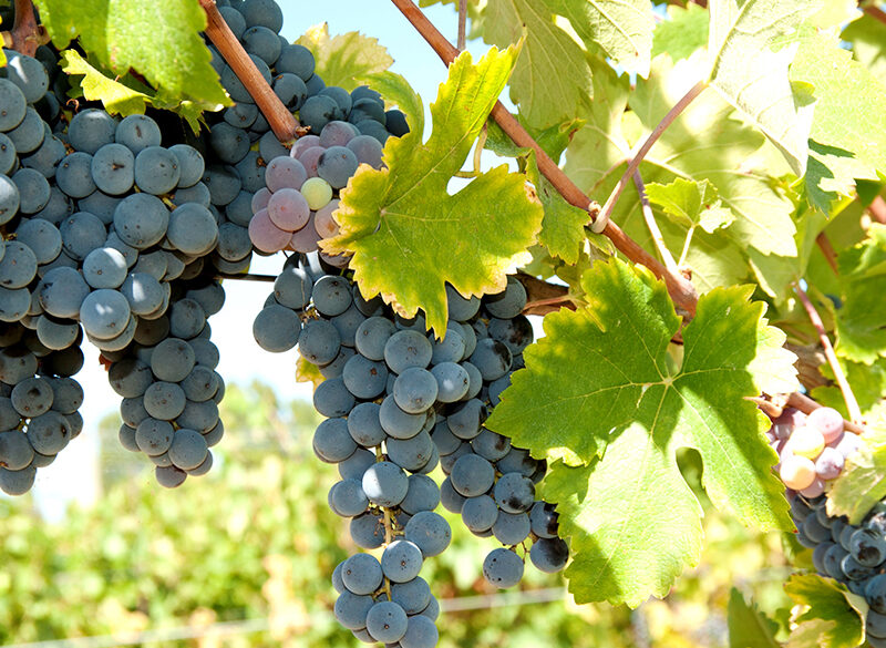 Il Negretto dà vini di rustica piacevolezza