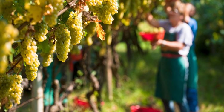 Cresce la produzione vinicola mondiale nel 2018. I dati Oiv in anteprima