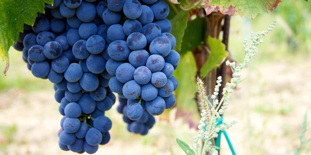 Il Colorino non è più solo un “colorante”
