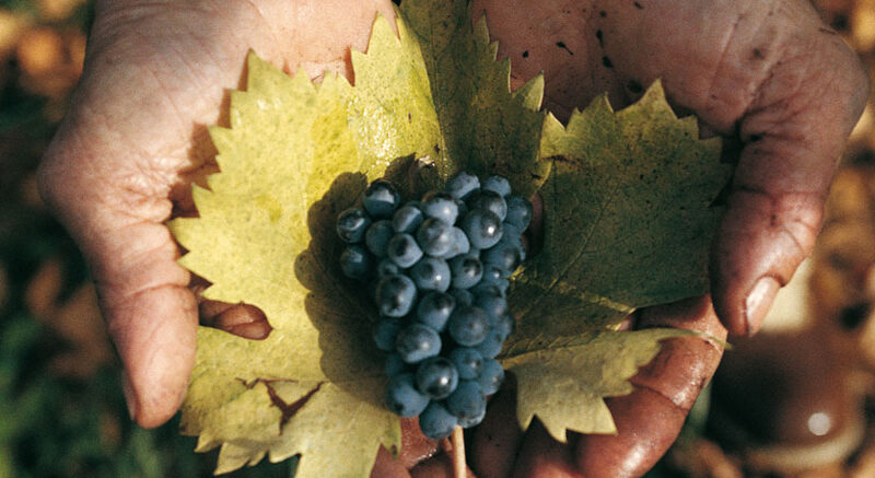 Oseleta ritrovata grazie a Masi Agricola