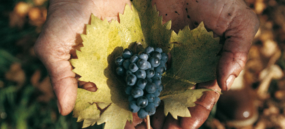 Oseleta ritrovata grazie a Masi Agricola
