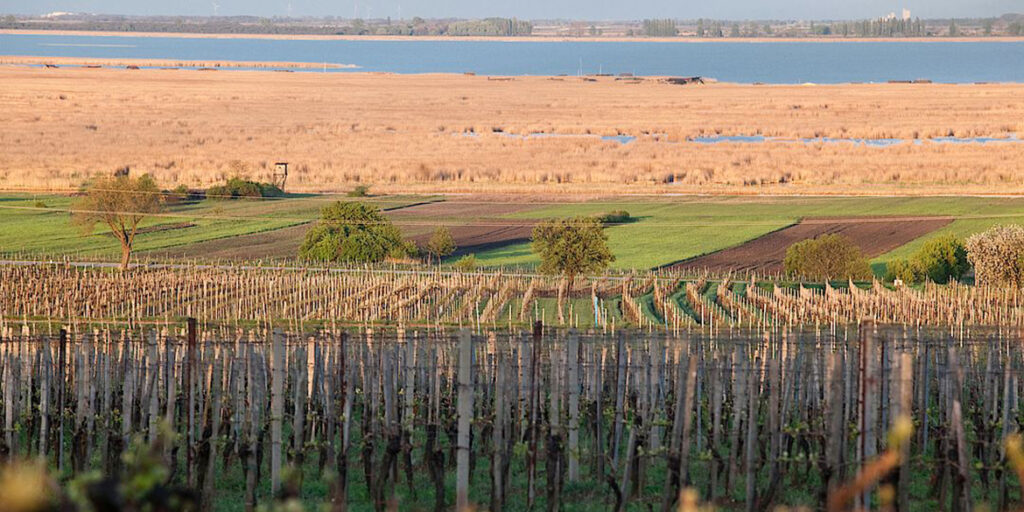 Blaufränkisch, perla fra i vini austriaci