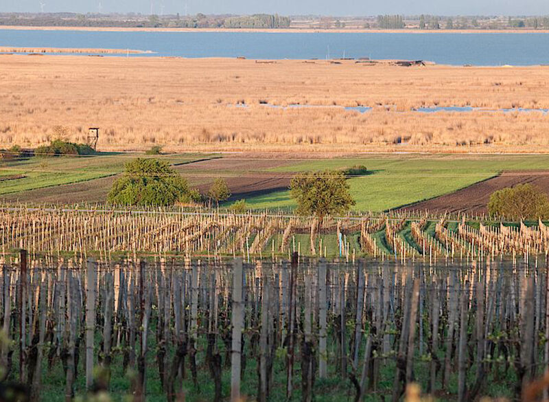 Blaufränkisch, perla fra i vini austriaci