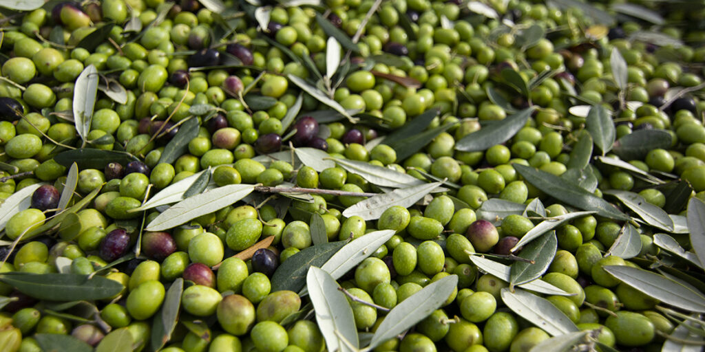 Le due Italie dell’olio