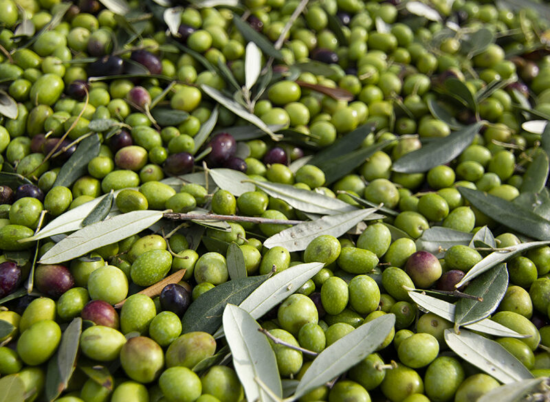 Le due Italie dell’olio