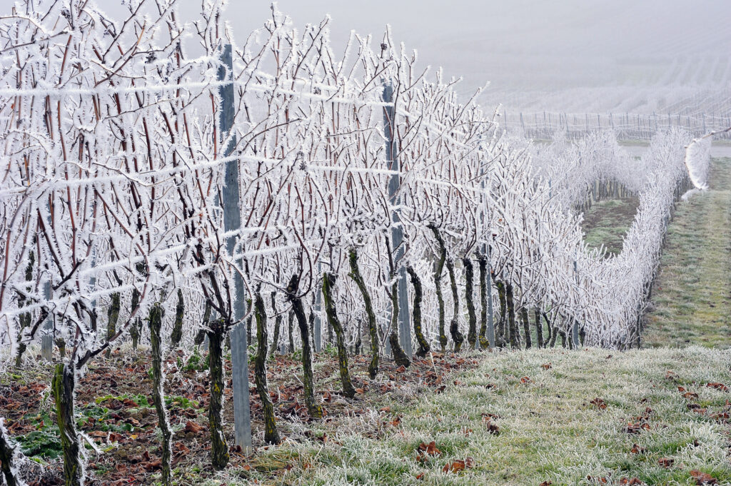 La vite oltre il 50° parallelo