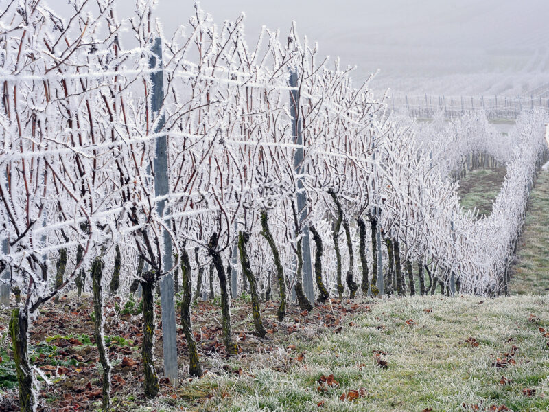 La vite oltre il 50° parallelo