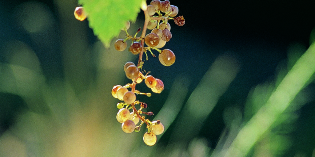Picolit: un passito per natura
