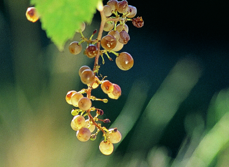 Picolit: un passito per natura
