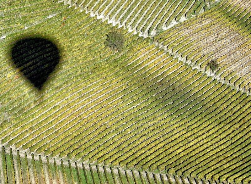 Il giro del mondo delle vigne in 200 giorni