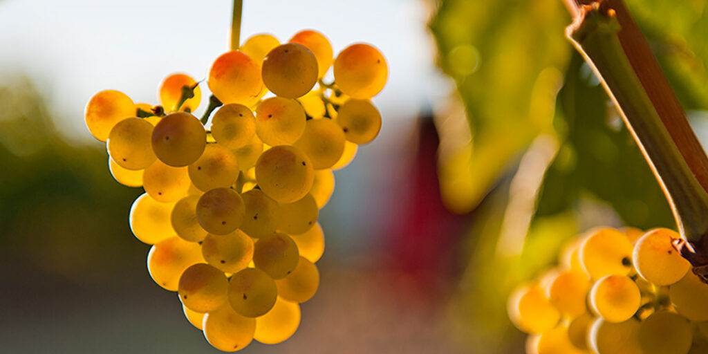 Slovenia-Italia: cinque Malvasia da assaggiare