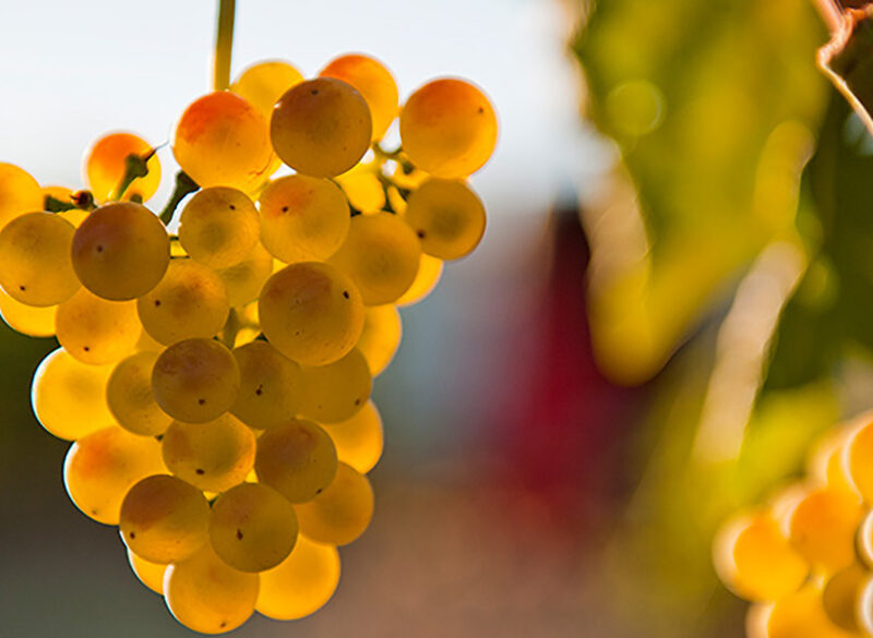 Slovenia-Italia: cinque Malvasia da assaggiare