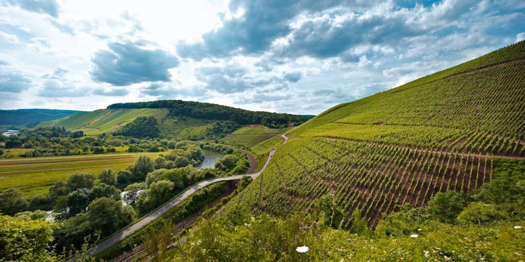 Il cambiamento climatico fa bene ai vini tedeschi