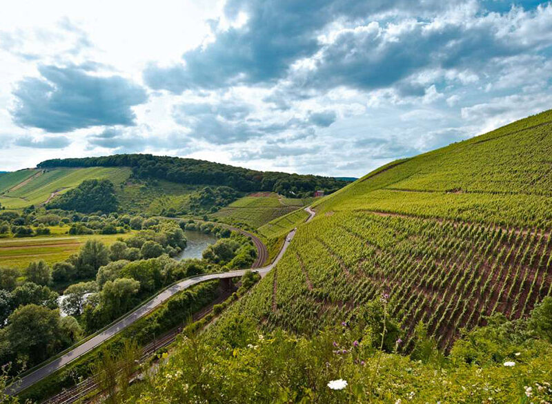 Il cambiamento climatico fa bene ai vini tedeschi