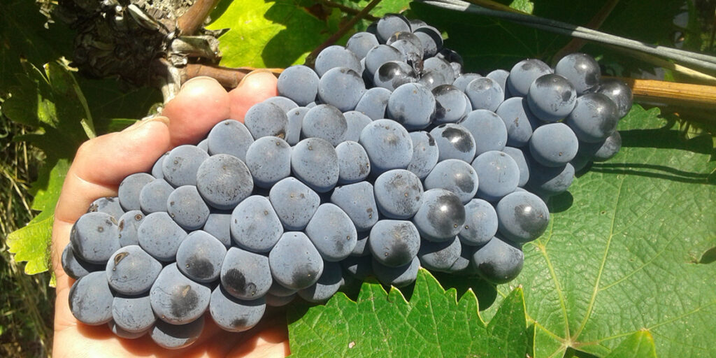 La promessa della Lacrima del Valdarno