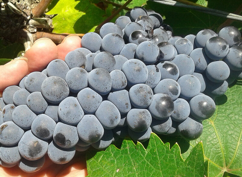 La promessa della Lacrima del Valdarno