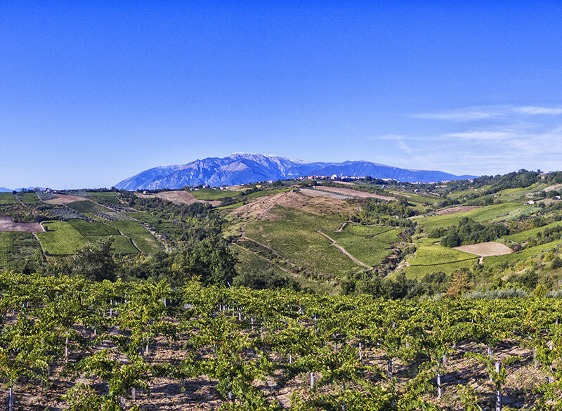 Cantina Orsogna 1964 e gli spumanti biodinamici ancestrali