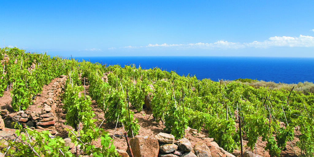 Maremma Toscana Doc verso 10 milioni di bottiglie