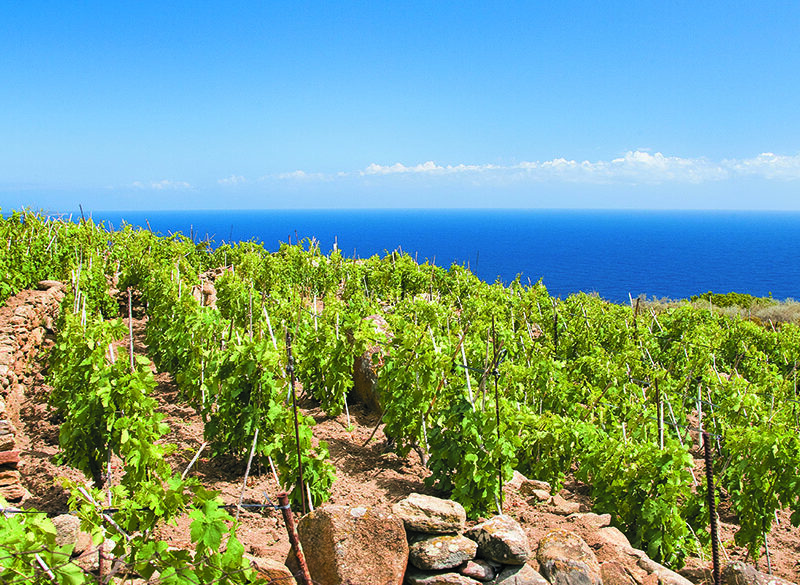 Maremma Toscana Doc verso 10 milioni di bottiglie