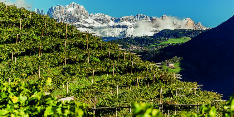 Vini Alto Adige Doc. Eccellenza  e sostenibilità a marchio europeo