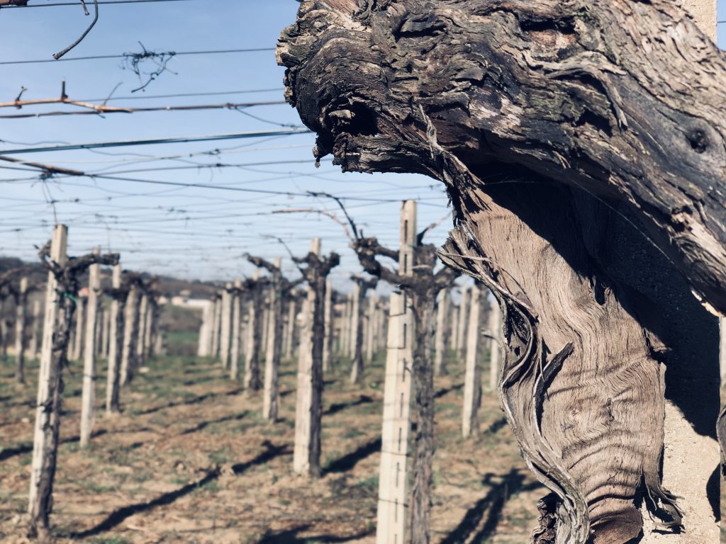 La Cococciola diventa solista