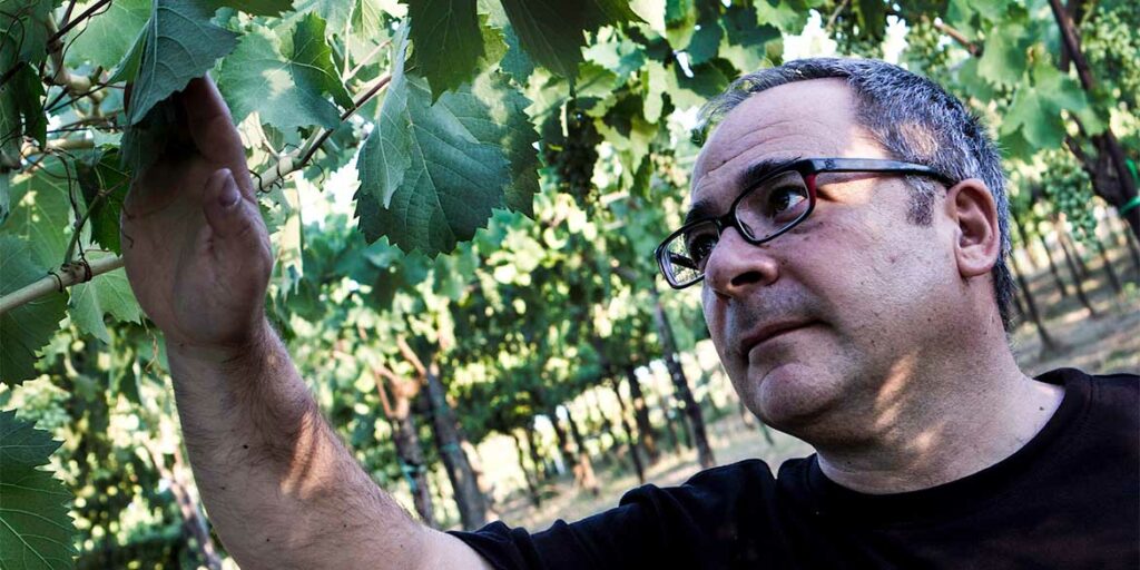 Pallagrello nero, nordico che profuma di Mediterraneo