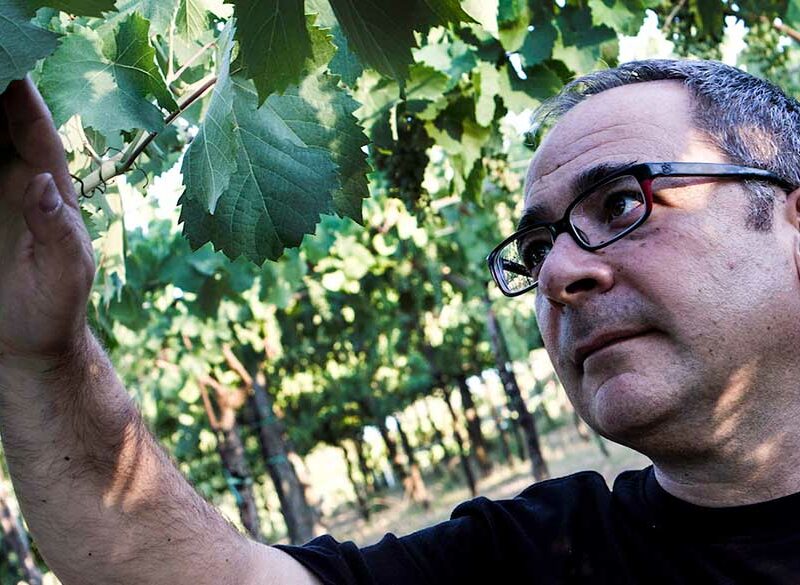 Pallagrello nero, nordico che profuma di Mediterraneo