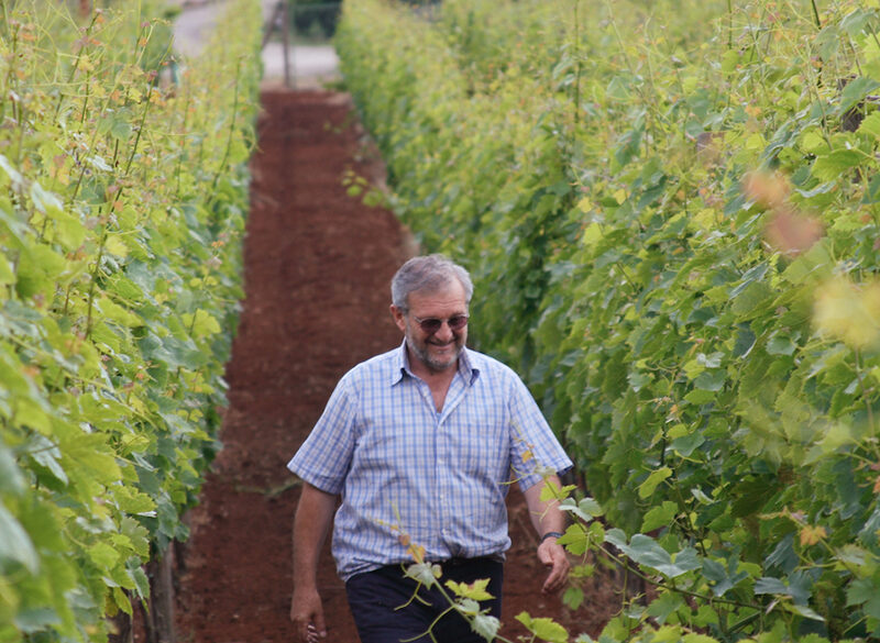 Moscato di Terracina, da uva da mensa a enoica bacca