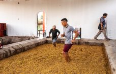 La patria del Pisco muove i primi passi nel mondo del vino