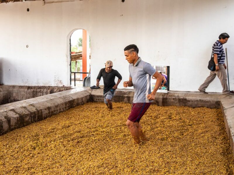 La patria del Pisco muove i primi passi nel mondo del vino