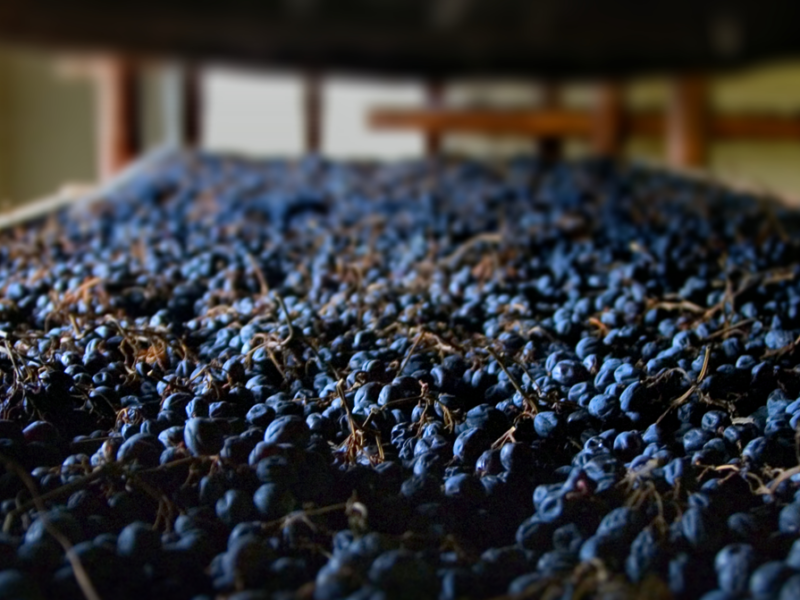 La Valpolicella blocca gli impianti per arginare il fenomeno Amarone