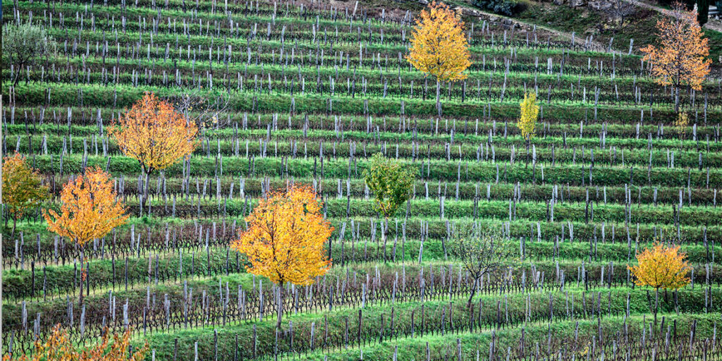 Vini di confine