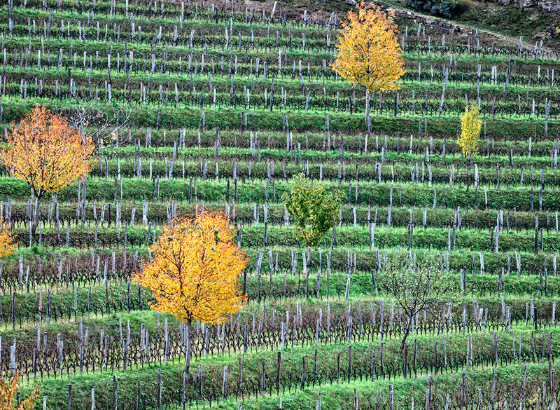 Vini di confine