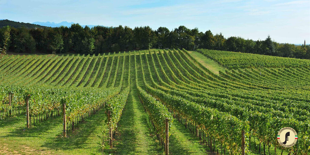 Stop impianti per il Pinot grigio delle Venezie