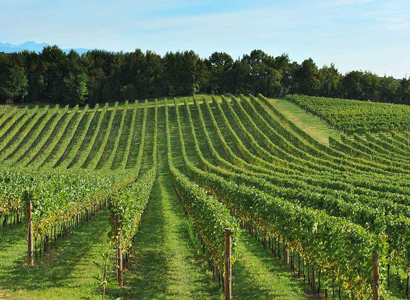 Stop impianti per il Pinot grigio delle Venezie