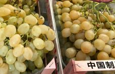 Cina primo produttore mondiale di uva (da tavola)