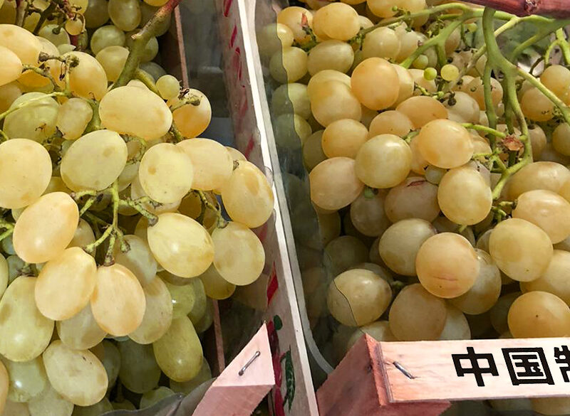 Cina primo produttore mondiale di uva (da tavola)