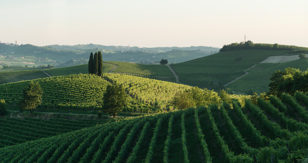 La storia del Barbera  sia d’esempio agli altri