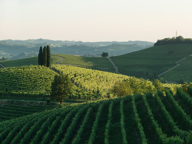 La storia del Barbera  sia d’esempio agli altri