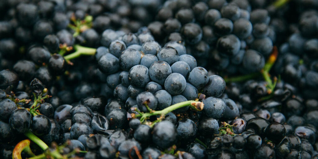 Cosa fare quando la vendemmia è troppo abbondante? Il caso del Cabernet Sauvignon