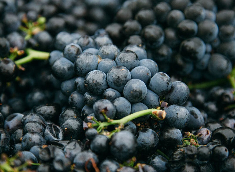 Cosa fare quando la vendemmia è troppo abbondante? Il caso del Cabernet Sauvignon