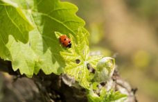 La viticoltura sostenibile è davvero sostenibile?﻿