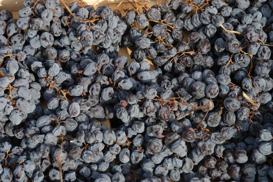Novità nel disciplinare di Valpolicella Ripasso, Amarone e Recioto