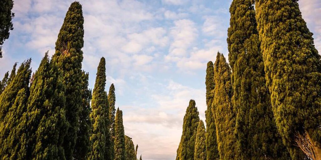 La Doc Bolgheri compie 25 anni all’ombra dei cipressi