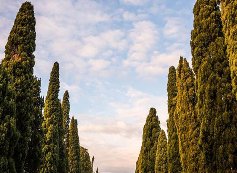La Doc Bolgheri compie 25 anni all’ombra dei cipressi