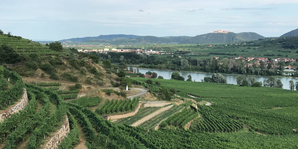 L’impero del Grüner Veltliner