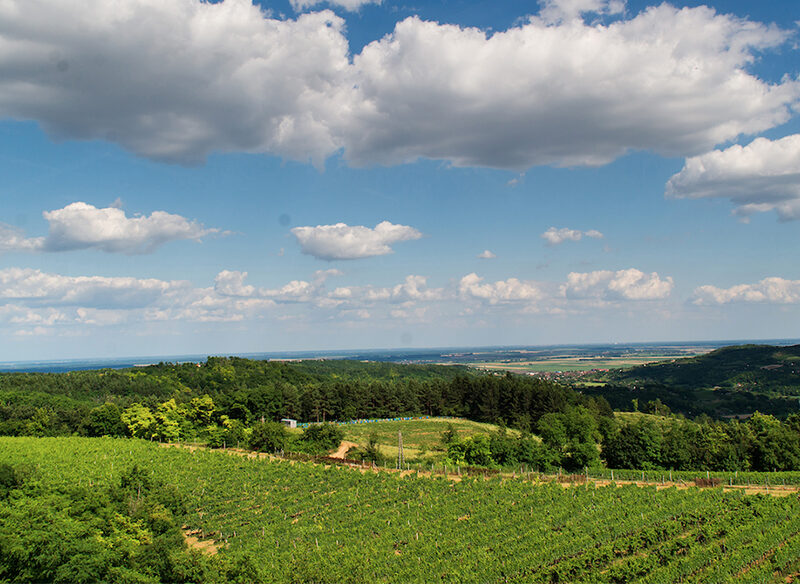 In Ungheria non solo Tokaji, anzi…