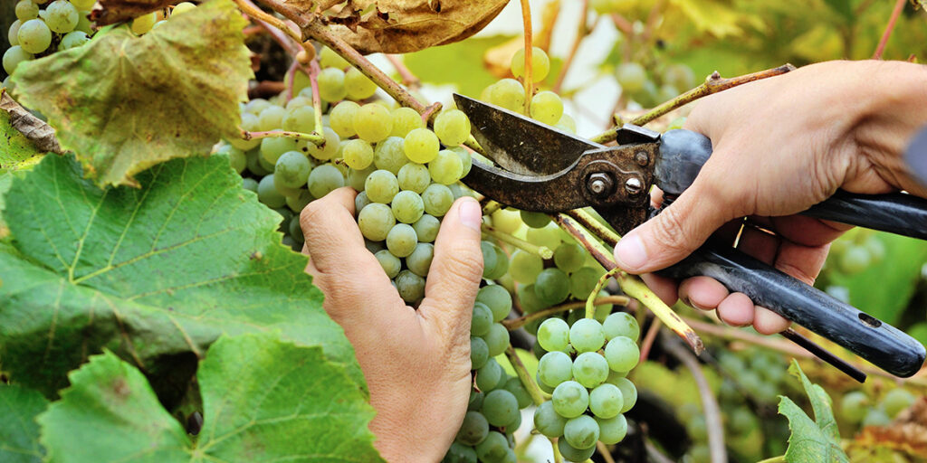 Vendemmia 2019 in Italia: cala la quantità