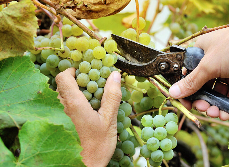 Vendemmia 2019 in Italia: cala la quantità